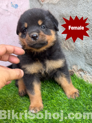 Rottweiler puppies